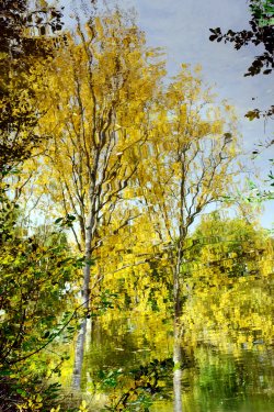 Reflet