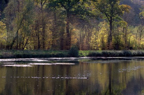 L'automne aux étangs de la Minière (Saint-Quentin-en-Yvelines) (2)